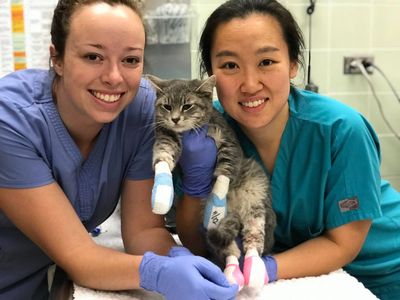 UC Davis VERT students with a cat