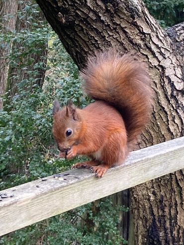The famous red squirrel