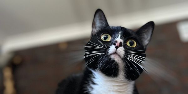 Close-up of a black and white cat with wide eyes looking up.
