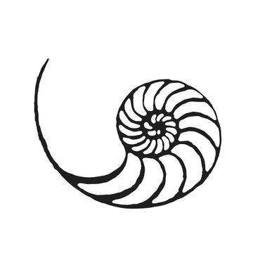 Black and white stylized spiral shell illustration.
