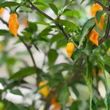 Orange chili peppers growing on a green leafy plant.