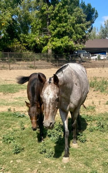 Two horses grazing in a sunny field with trees and a fence in the background.