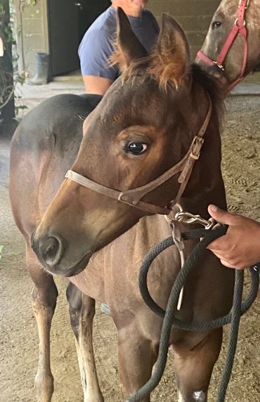 A close-up of a young brown foal with a halter and lead rope.