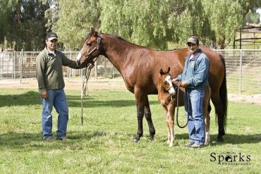 Two men standing with a horse and a foal in a green field.