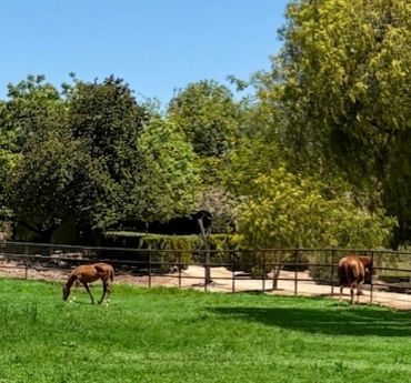 Two horses grazing in a sunny green pasture with trees and a fence.