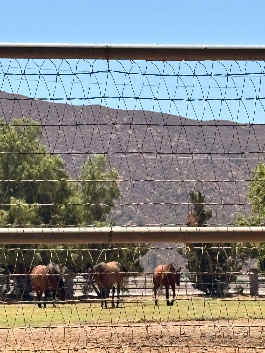 Three horses grazing behind a wire fence with mountains in the background.
