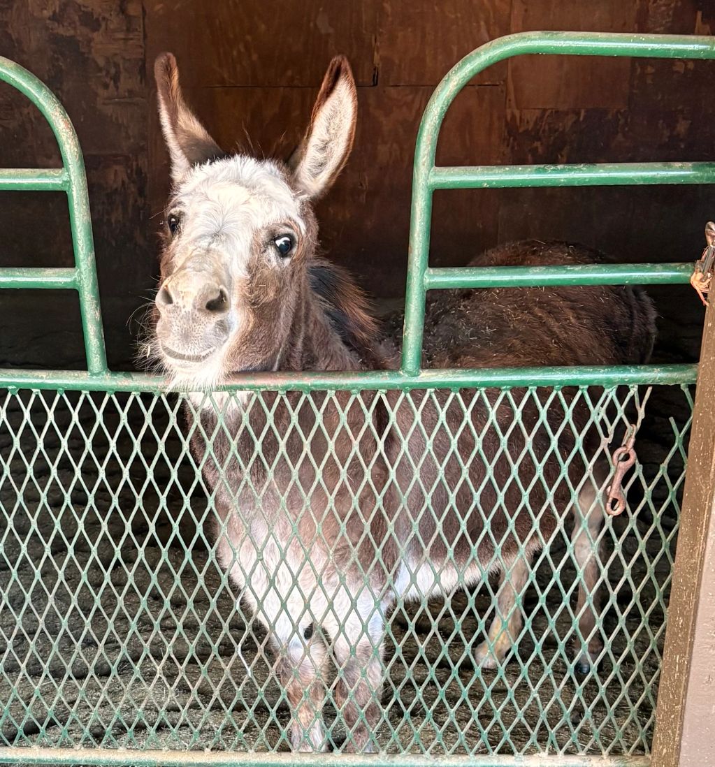A donkey peeks over a green metal gate inside a barn.
