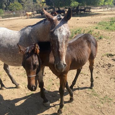 Two horses standing closely together in a sunny paddock.