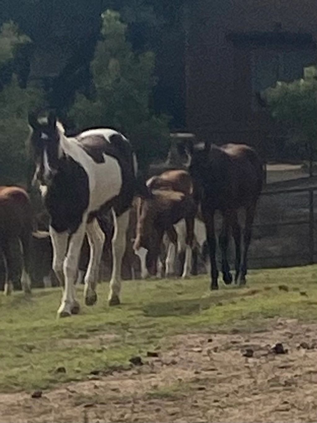 Group of horses grazing on a grassy field near trees.