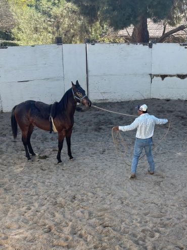 Man training a horse in a sandy enclosure with a rope.