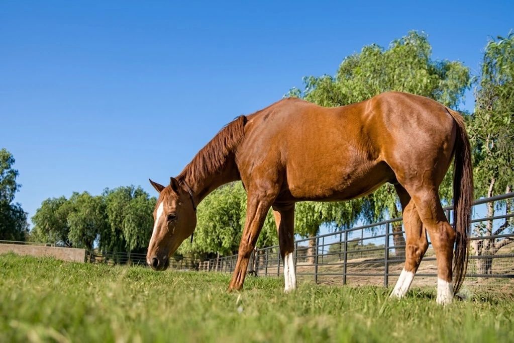 A brown horse grazing in a green pasture under a clear blue sky.