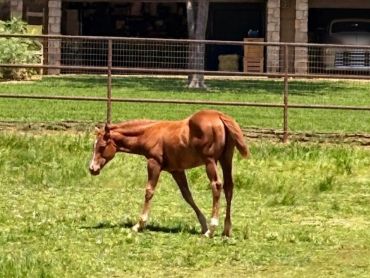 A young chestnut horse grazing in a fenced green pasture.