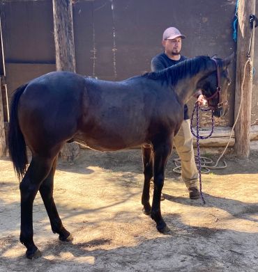 A man in a cap holding a black horse's reins in a stable.