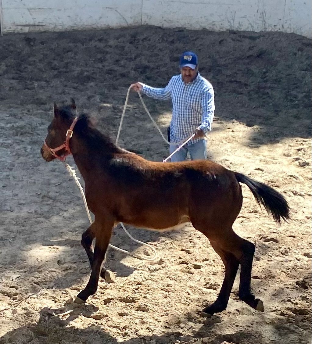 Man training a young horse in a sandy arena with a rope.