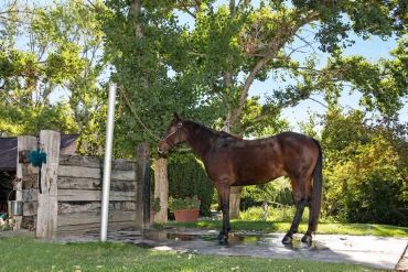 A brown horse tied with a chain stands outside in a green garden area.