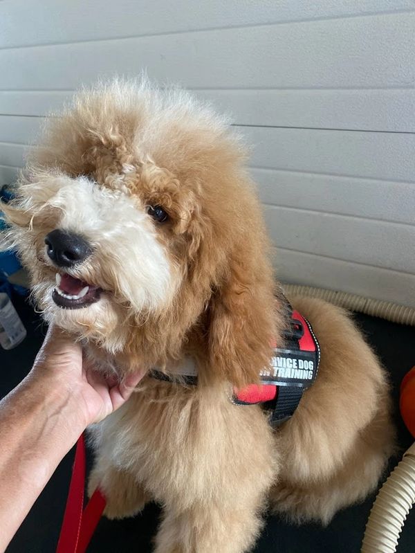 Fluffy service dog in training wearing a red harness, being petted.
