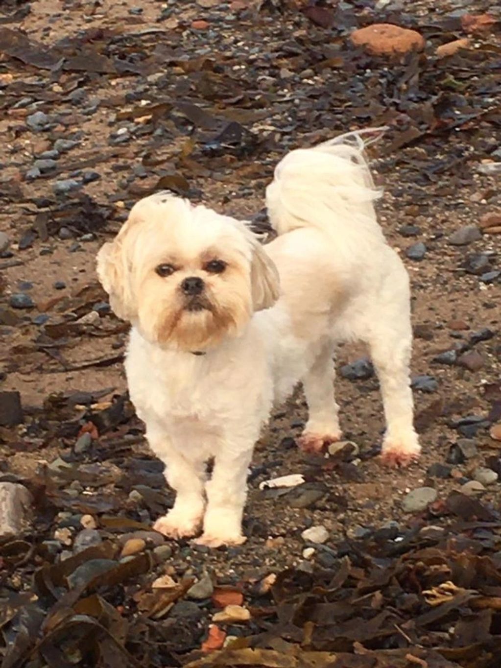 Fern, rehomed, glasgow, scotland rehoming, dog rehoming, edinburgh dog home, lhasa apso, rehome