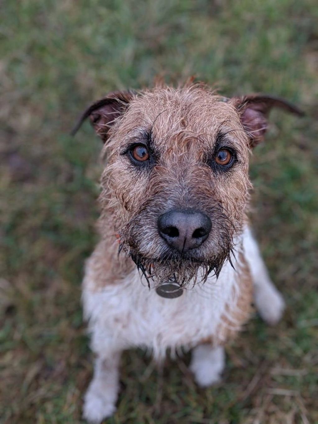 Scotland, Patch, Dog, Terrier, Glasgow, Edinburgh, Rehomed