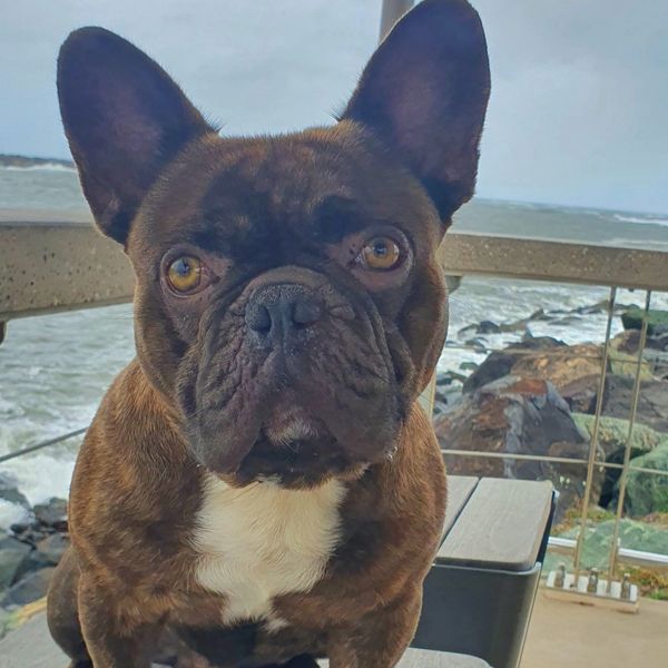 French Bulldog Arlo at the beach doing a reset with Deb Tawhai