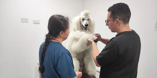 Personal médico atendiendo a un paciente