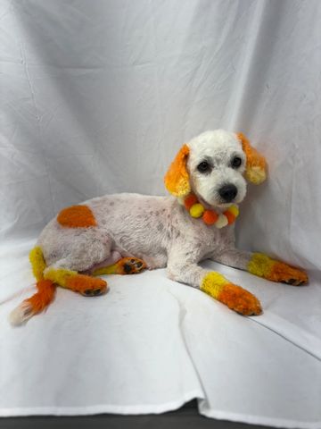 A maltipoo with orange and yellow legs, ears, and tail