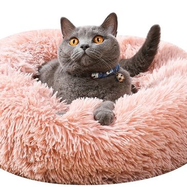 Cat in a pink bed