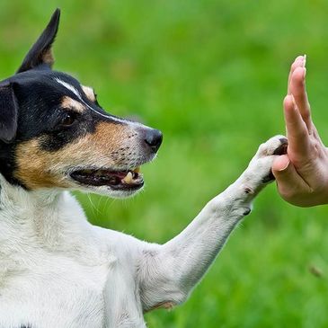 Dog giving a high five to person