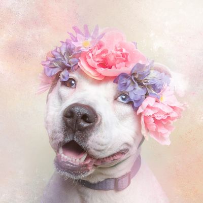 Pit bull dog with flower headband