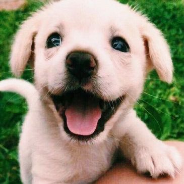 Smiling puppy