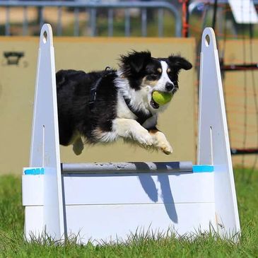 Border collie dog jumping over barrier