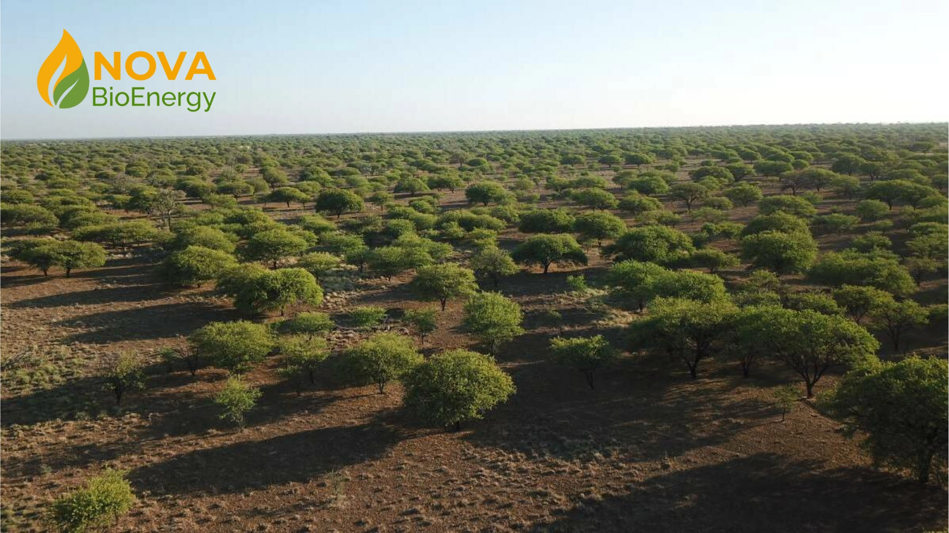 A vast field of evenly spaced green trees under a clear sky with Nova BioEnergy logo.
