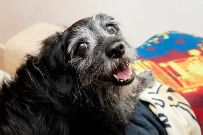 Older Dog Diagnosed for Kidney Disease Needing Tailored Nutrition Support From The Dogs Kitchen