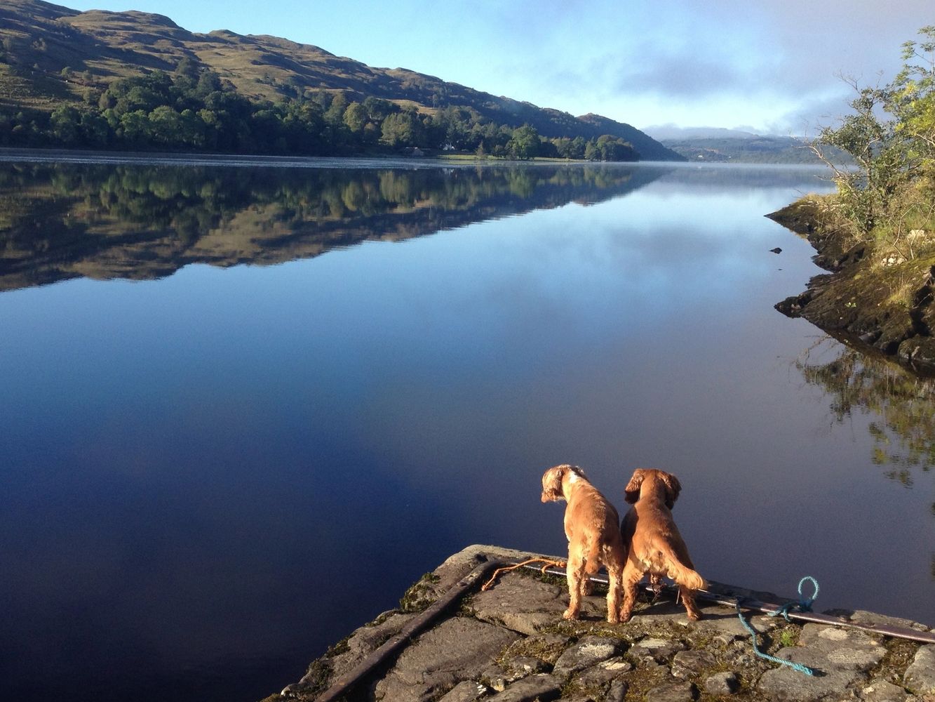 My cocker spaniels enjoying the vast expanse of water at Loch Awe Scotland.