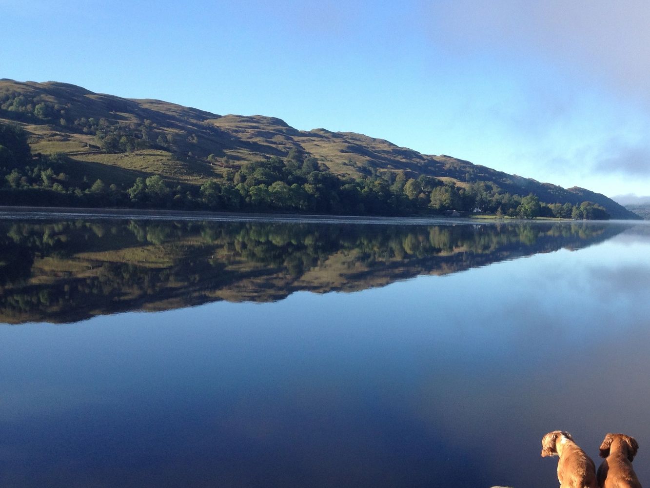My cocker spaniels enjoying the vast expanse of water at Loch Awe Scotland.