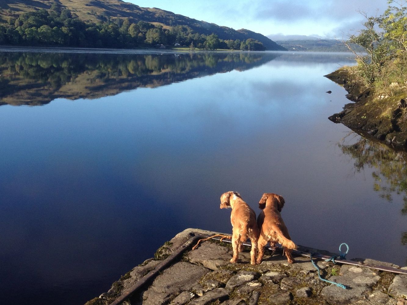 Discussing The dogs kitchen- natural canine nutrition and holistic dog wellbeing.