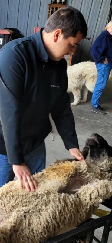 I made sure the ewes going under for the AI procedure to know I was right there with them.