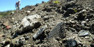 Asbestos contaminated soils