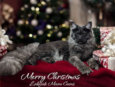Majestic Maine Coon cat resting on a red blanket with Christmas decorations.