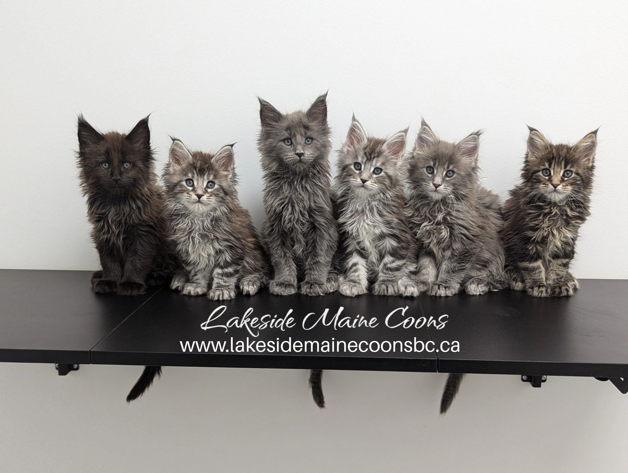 Six Maine Coon kittens sitting in a row on a black shelf against a white wall.