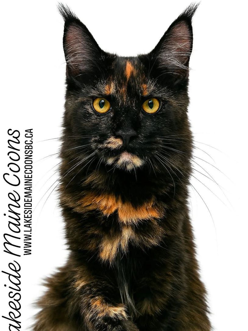 Close-up of a striking tortoiseshell Maine Coon cat with bright yellow eyes.