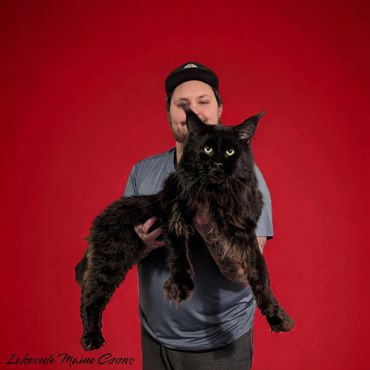 Man holding a large black Maine Coon cat against a red background.