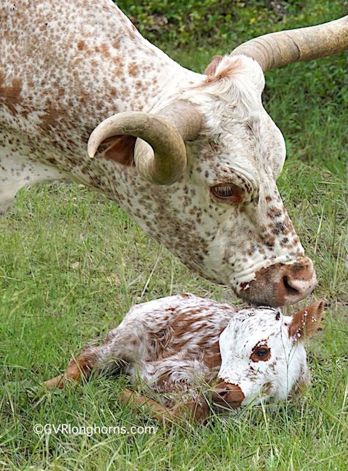 Texas longhorn cattle at GVRlonghorns in Texas