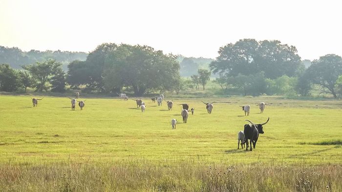 Texas longhorn cattle herd walking across a coastal field in Texas