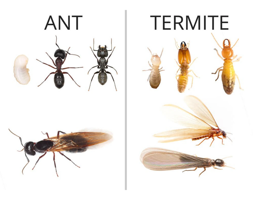 Ant to Termite Comparison