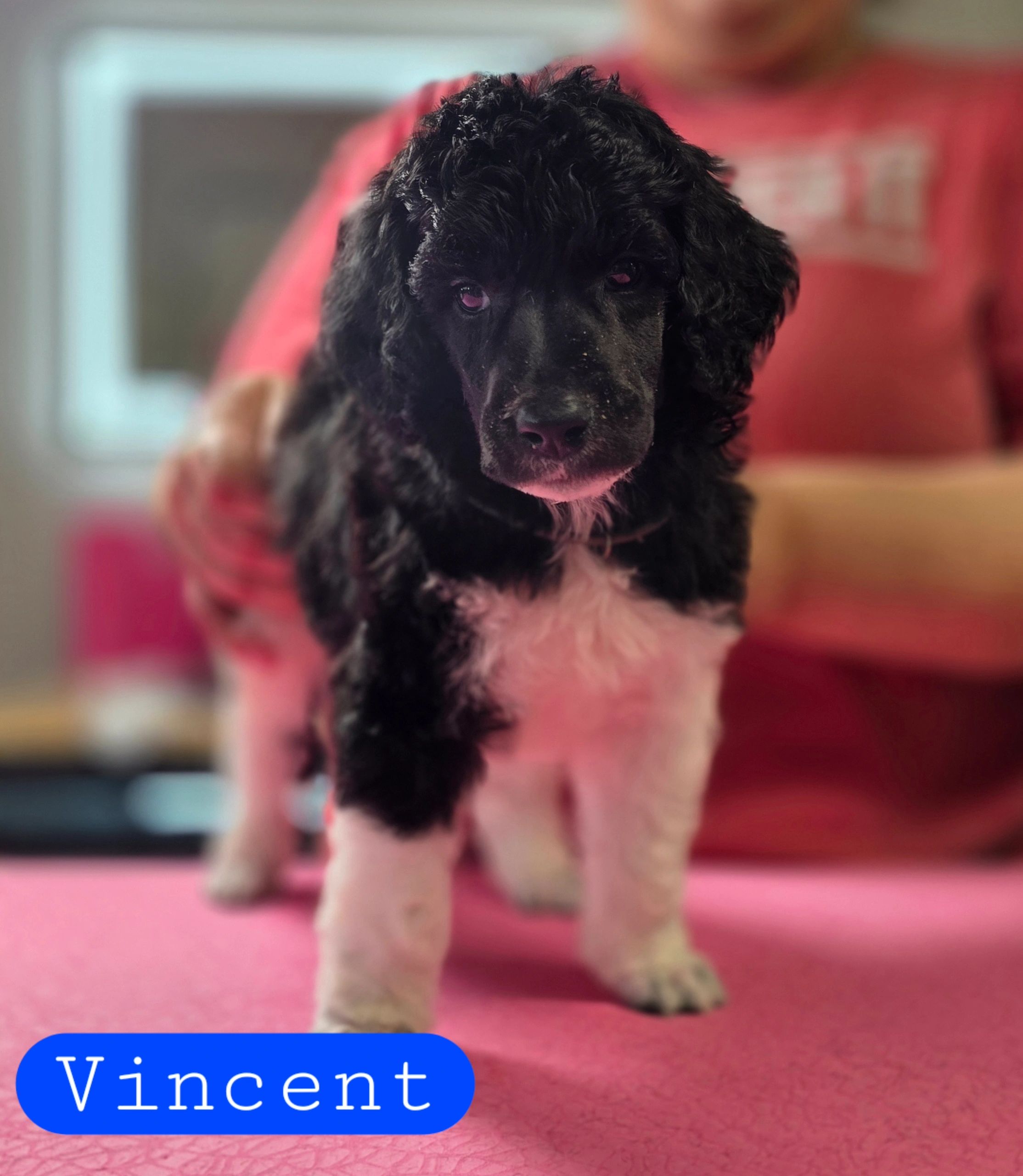 Close-up of a black and white puppy named Vincent on a pink surface.