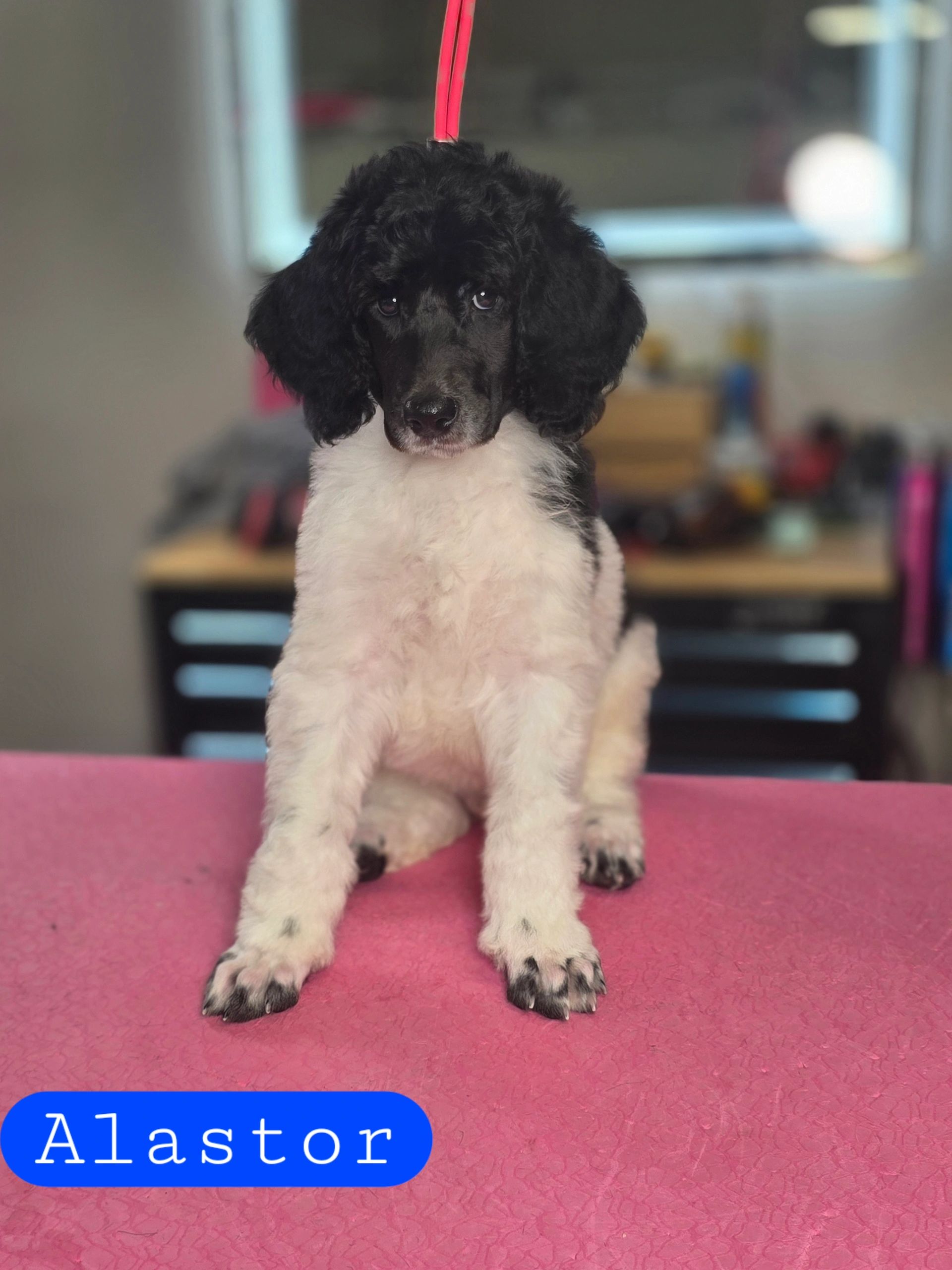 Black and white puppy named Alastor sitting on a pink surface.