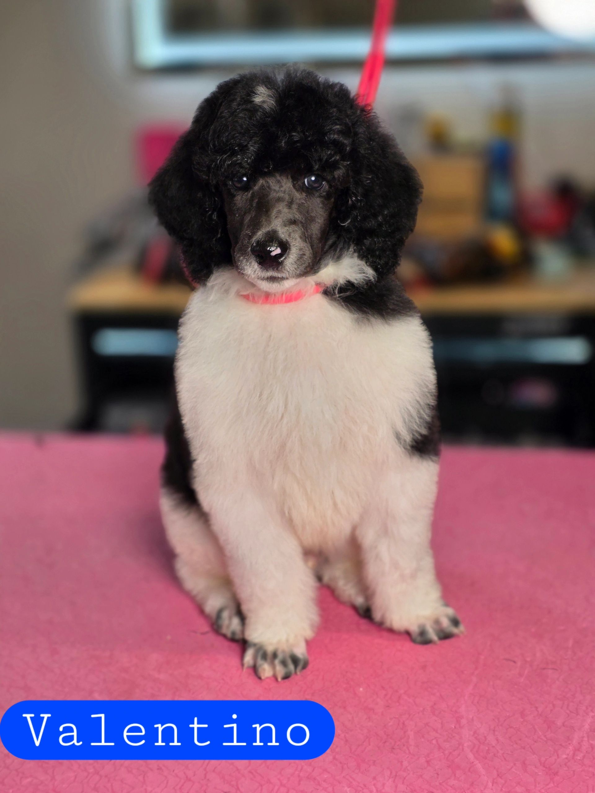 Black and white poodle puppy named Valentino sitting on a pink surface.