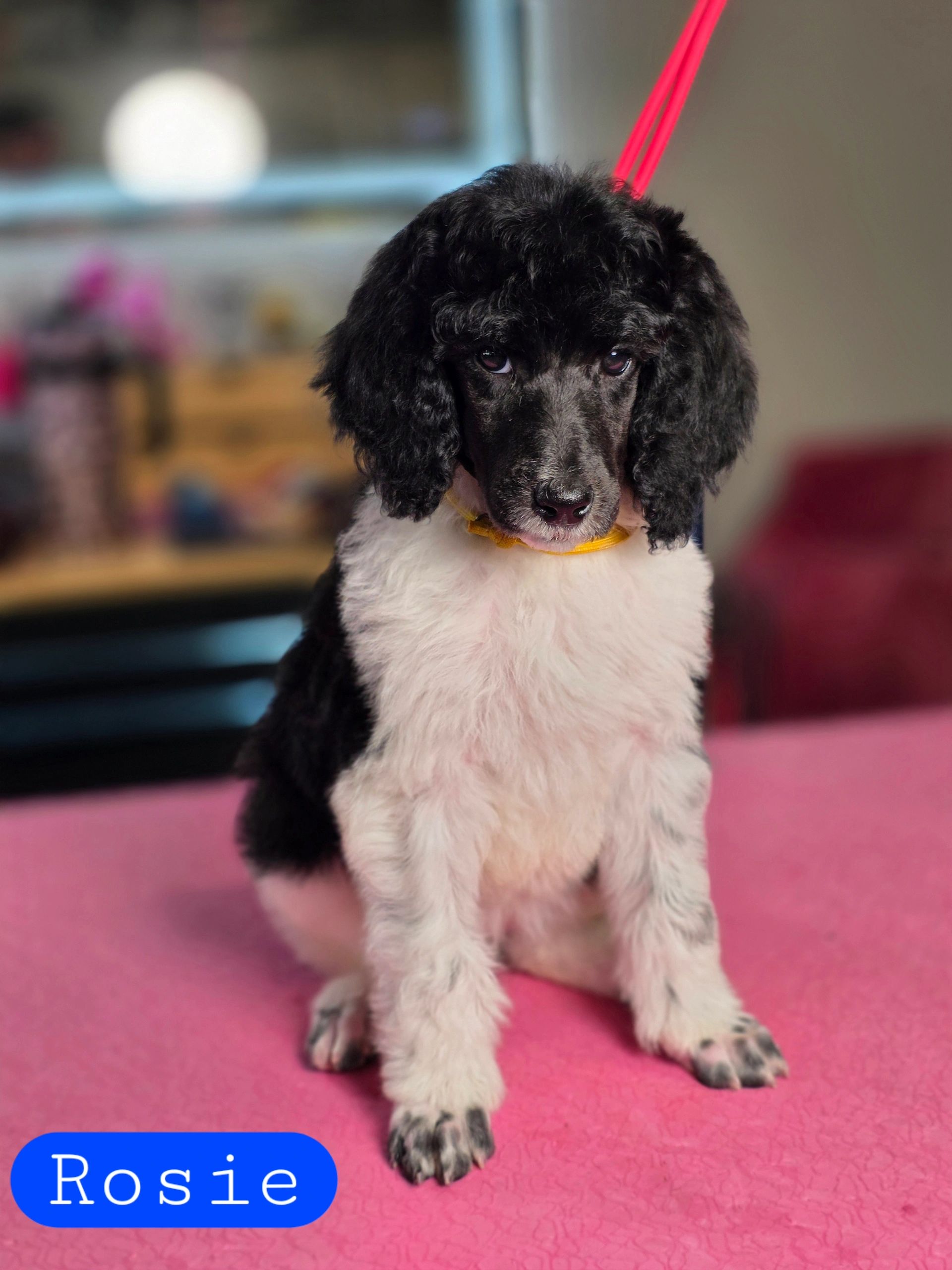 Black and white poodle puppy sitting on a pink surface.
