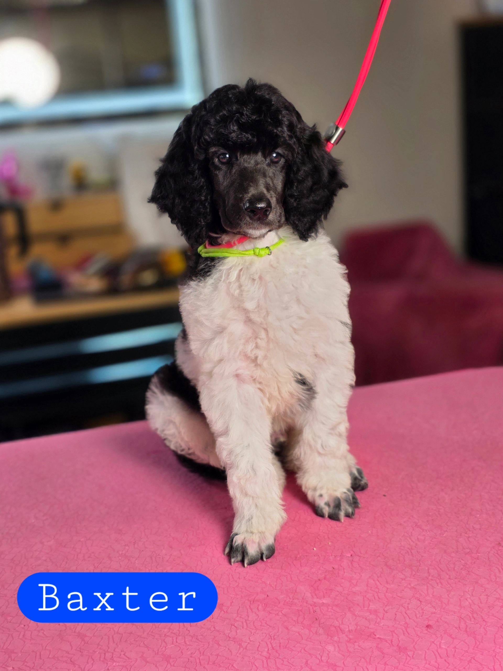 Black and white poodle puppy sitting on a pink surface.