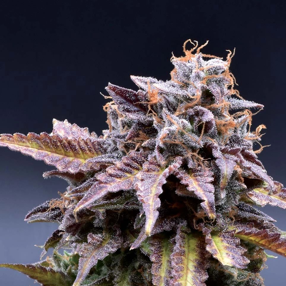 Image of untrimmed cannabis plant with dark purple coloration. 